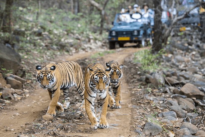 Ranthambore National Park