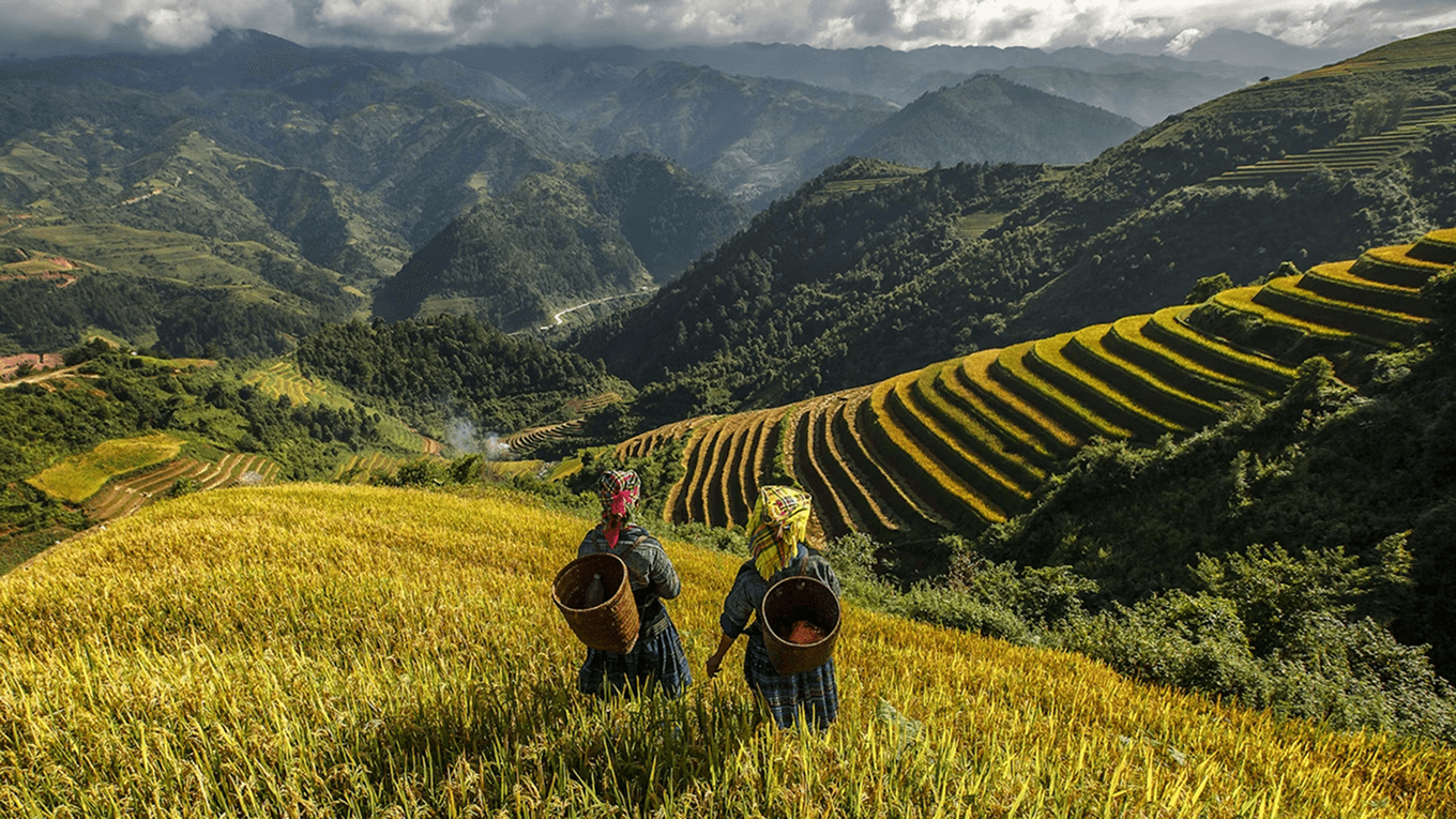Rice terraces with farmer working at dawn